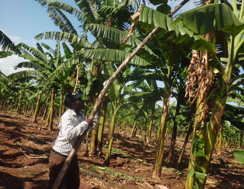 A researcher at Uganda's Agriculture Research Institute shows a GMO banana  fortified Vitamin A. Credit: Lominda Afedraru