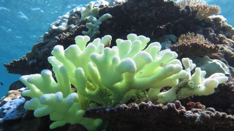 Genetically altering coral could help them survive in steadily warming environments. Credit: CNET
