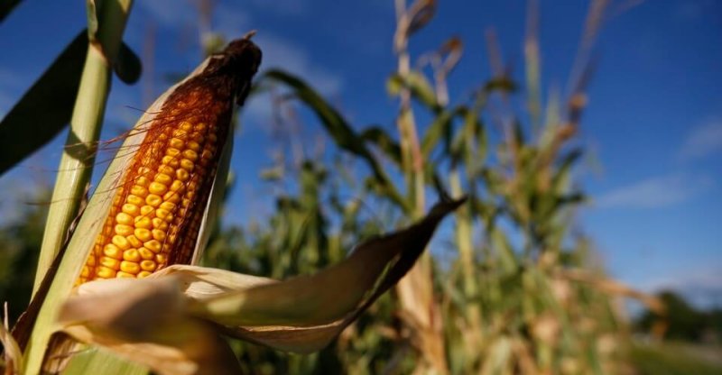 corn