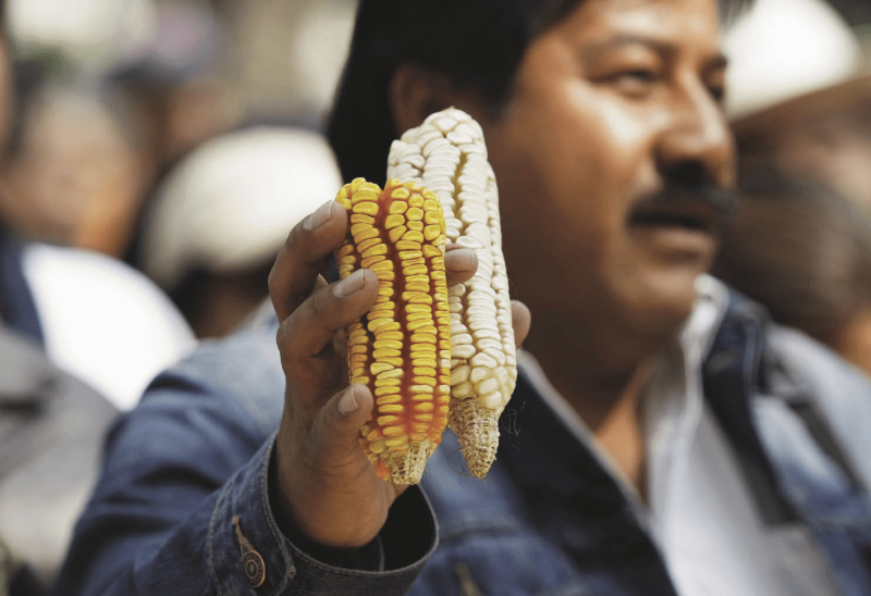 A corn farmer holds corncobs during a protest in Mexico City January 2013. Farmers protested against the growing of transgenic or genetically modified corn, as it is one of the primary food staples of Mexico and Central America. Credit: REUTERS/Bernardo Montoya