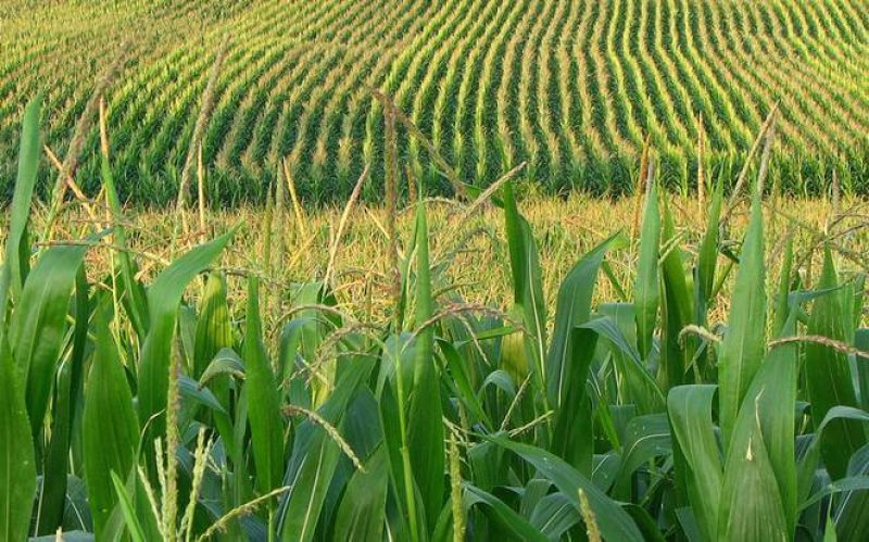 corn field x q crop scale