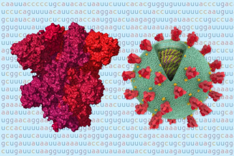 coronavirus genome bad news wrapped in protein promo threebytwosmallat x