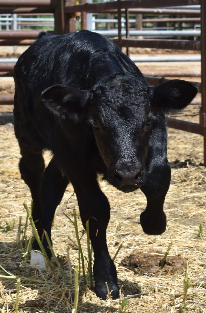 Cosmo, the gene-edited bull. Credit: UC Davis