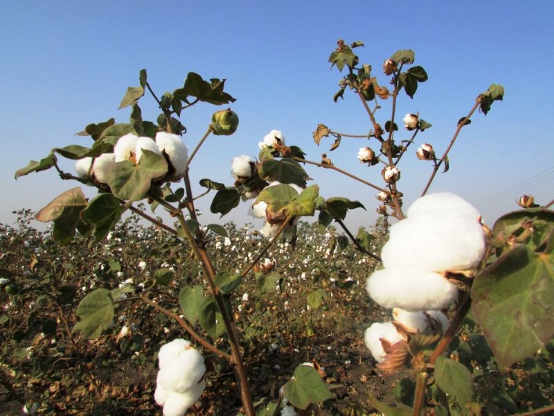 cotton crop cotton tree plant