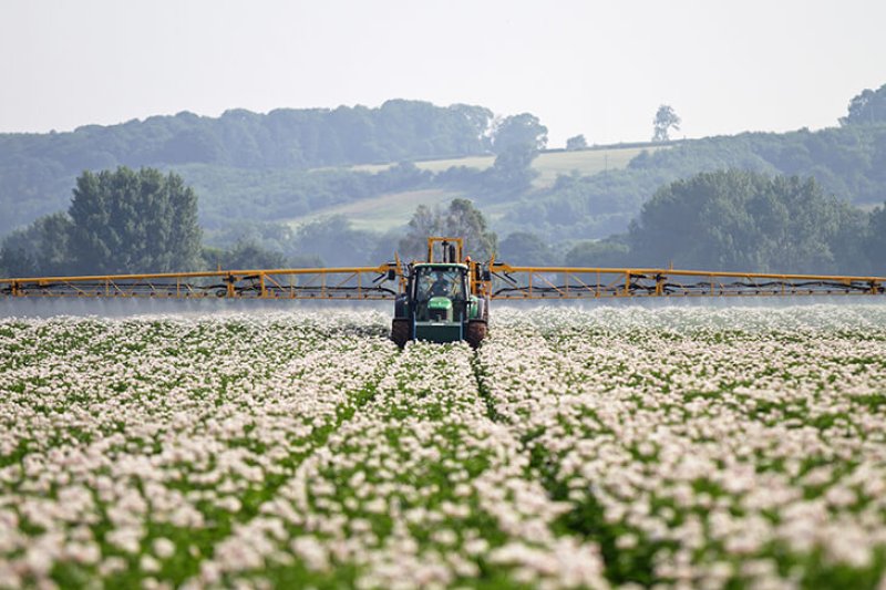 cottonspraying
