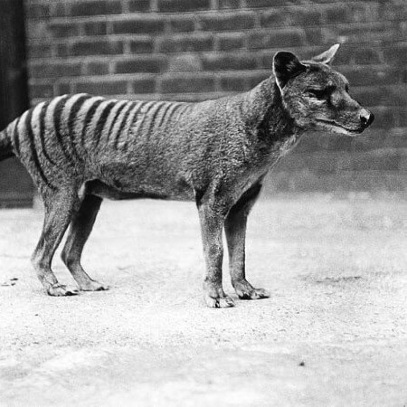 could de extinction occur tasmanian tiger x e