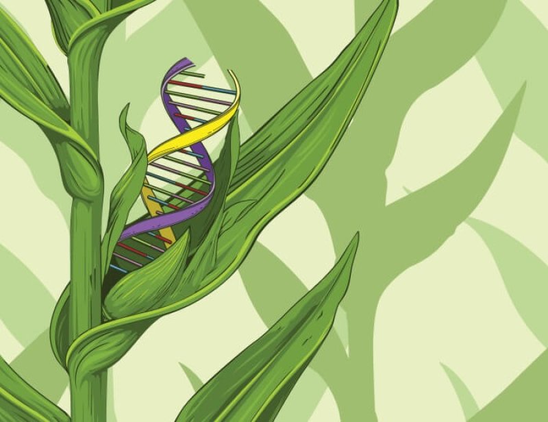 How CRISPR and other forms of genetic engineering are revolutionizing farming and addressing climate change