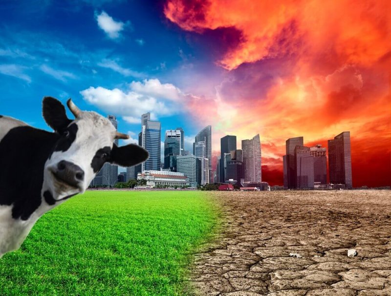 cow global warming