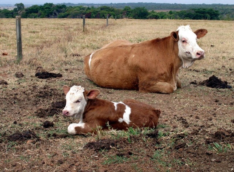 Gloria, the first baby cow of cloned cow Vitoria, is seen on a government farm outside Brasilia, in October 2004, about a month after she was born. Credit: Reuters