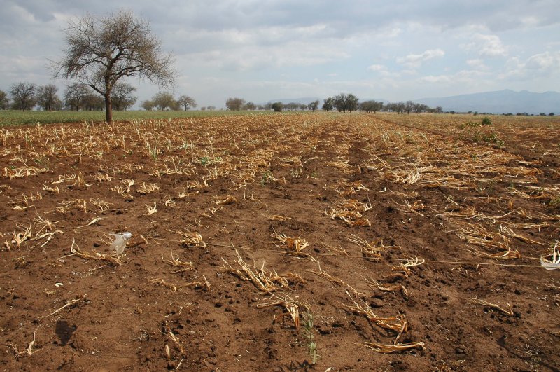 crop drought in tanzania
