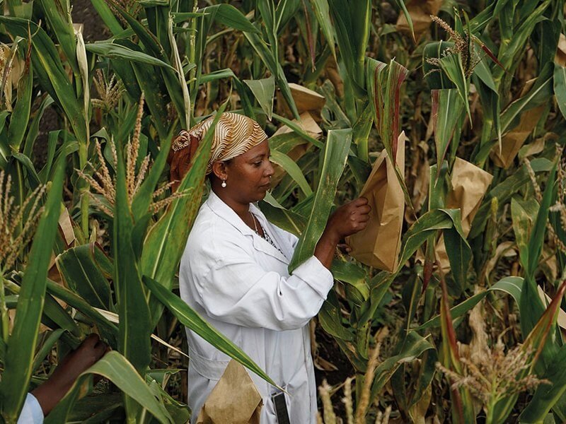 Tigist Masresra, a technical assistant, working in the Highland Maize Breeding Program at Ambo Research Center, Ethiopia.
Credit: CIMMYT/Peter Lowe