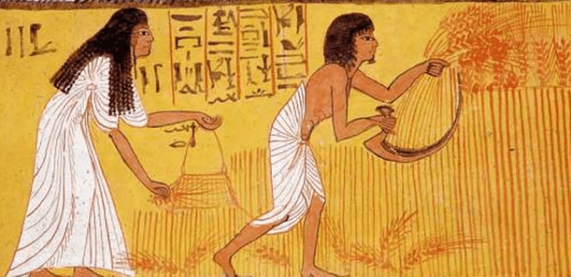 Ancient egyptians used barley and wheat as pregnancy tests. Credit: Medium