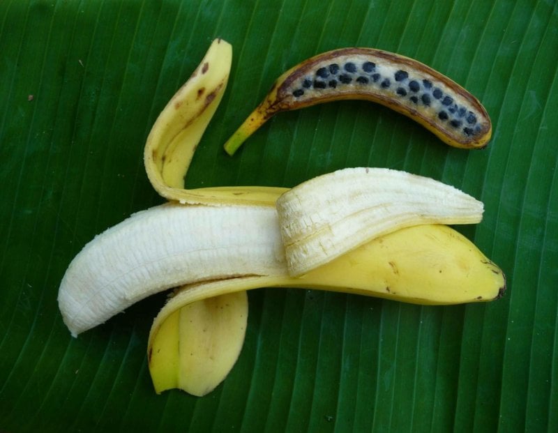 Bananas before (above) and after human modification. Credit: A. D'Hont/CIRAD