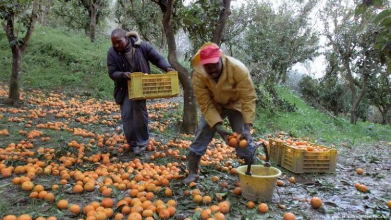 Workers picking fruit in Italy. Credit: Picture-alliance/DPA