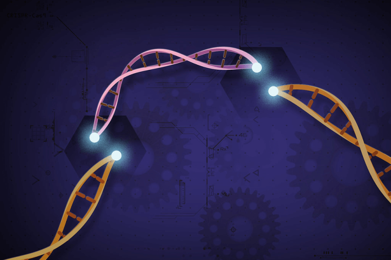 Credit: NIH Image Gallery/Flickr (Public Domain)
