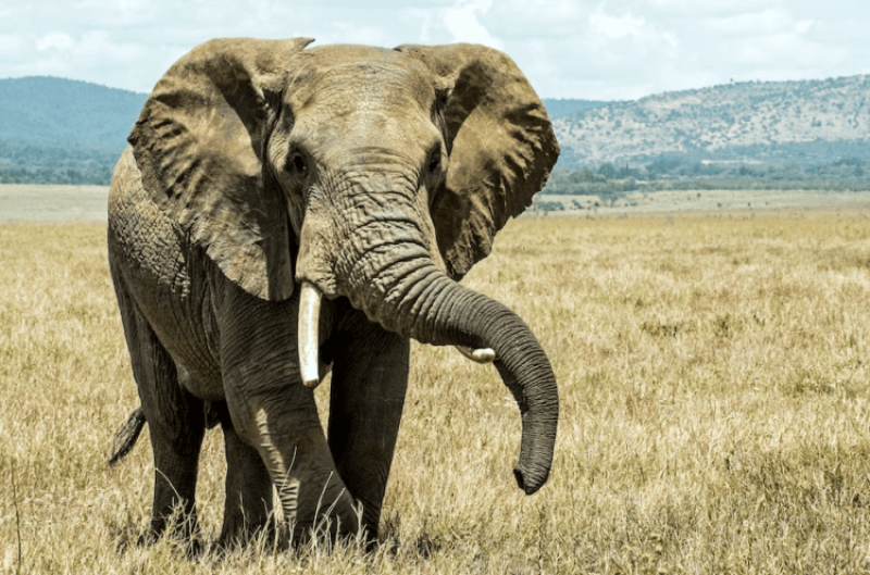 Self-domestication: Like humans and bonobos, elephants have evolved ...
