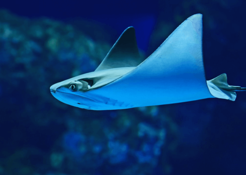 The search for the elusive angel shark and the growing bio-tracking, revolutionary field of environmental DNA