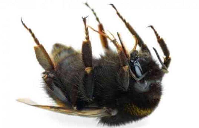 dead bumble bee x