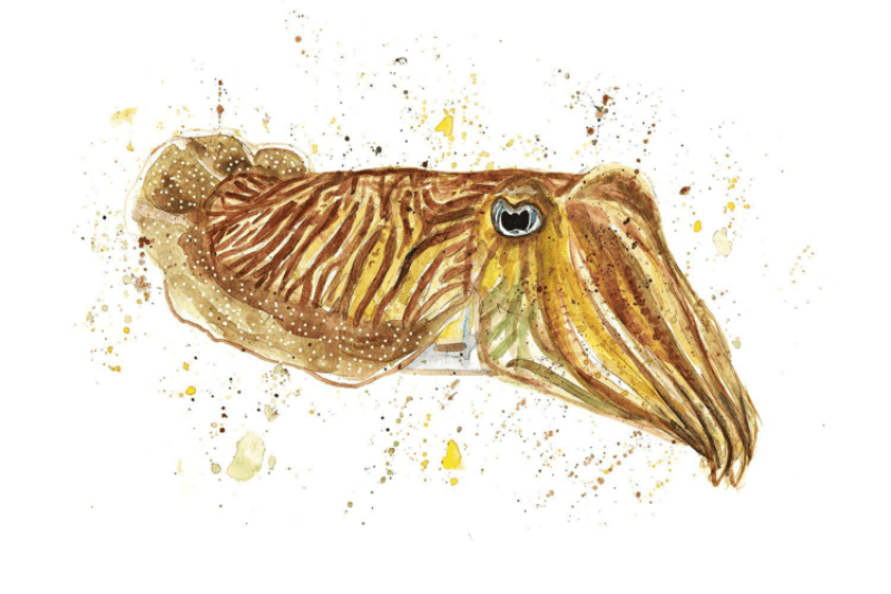 Cuttlefish assed a cognitive test designed for humans