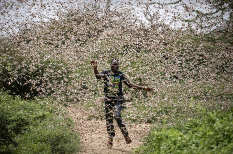 desert locust swarms further threaten food insecure east africa