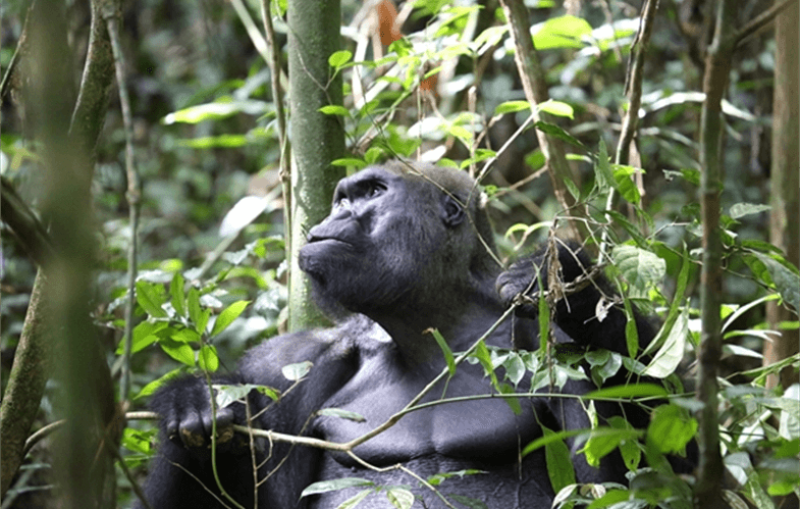Kingo, a wild silverback gorilla. Credit: Wildlife Conservation Society