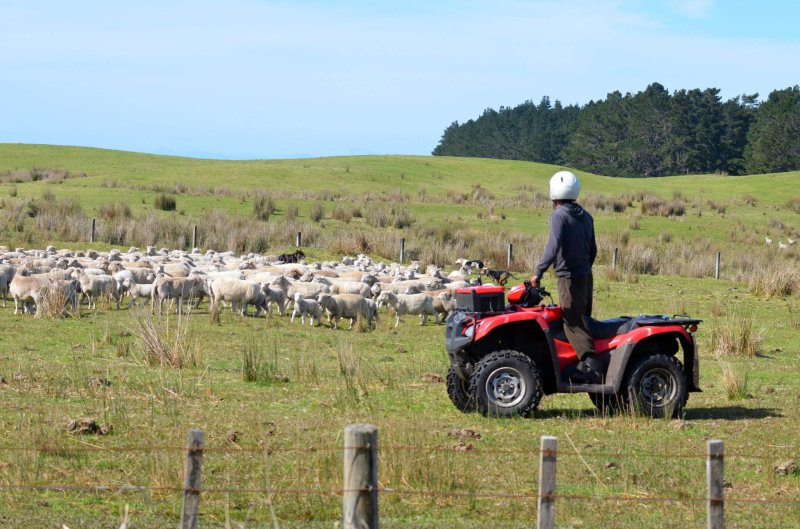 Shepherd in Karikari, New Zealand. Credit: Rafael Ben-Ari/Fotolia