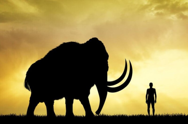 Using genetics to bring the Wooly Mammoth from extinction.
