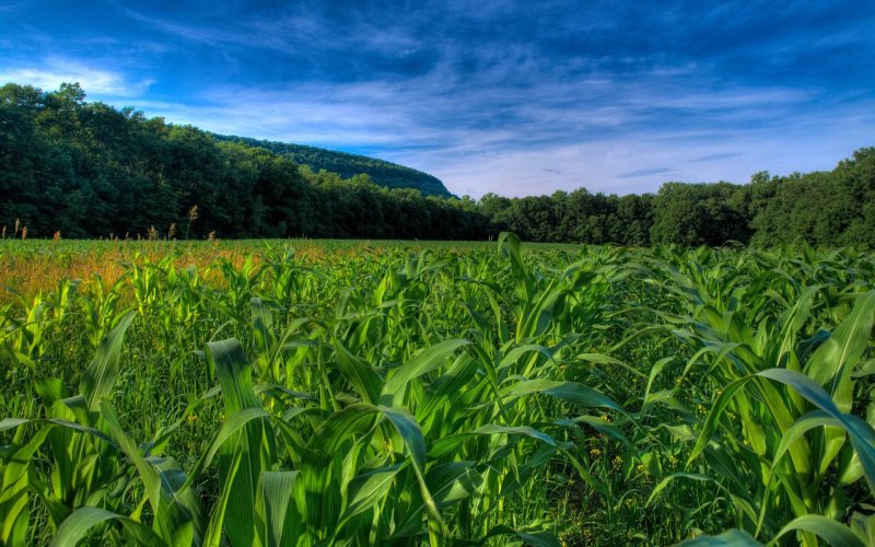 downloadfiles wallpapers corn fields wallpaper plants nature