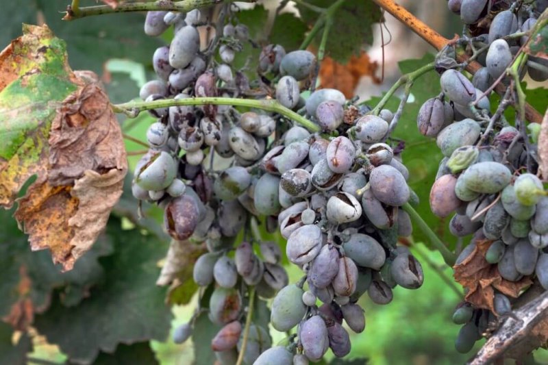 Powdery mildew. Credit: Dreamstime