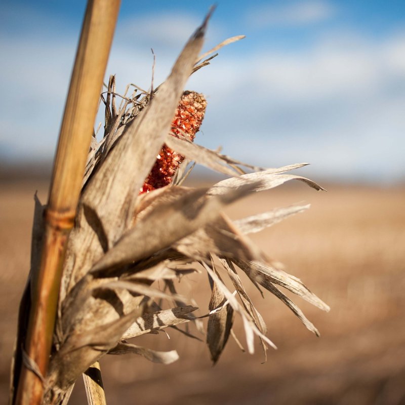 dry corn field e