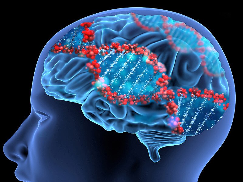 Наследственные заболевания мозга. Болезнь Альцгеймера генетика. Генетическая память человека. Мозг ДНК. Генетика мозг.
