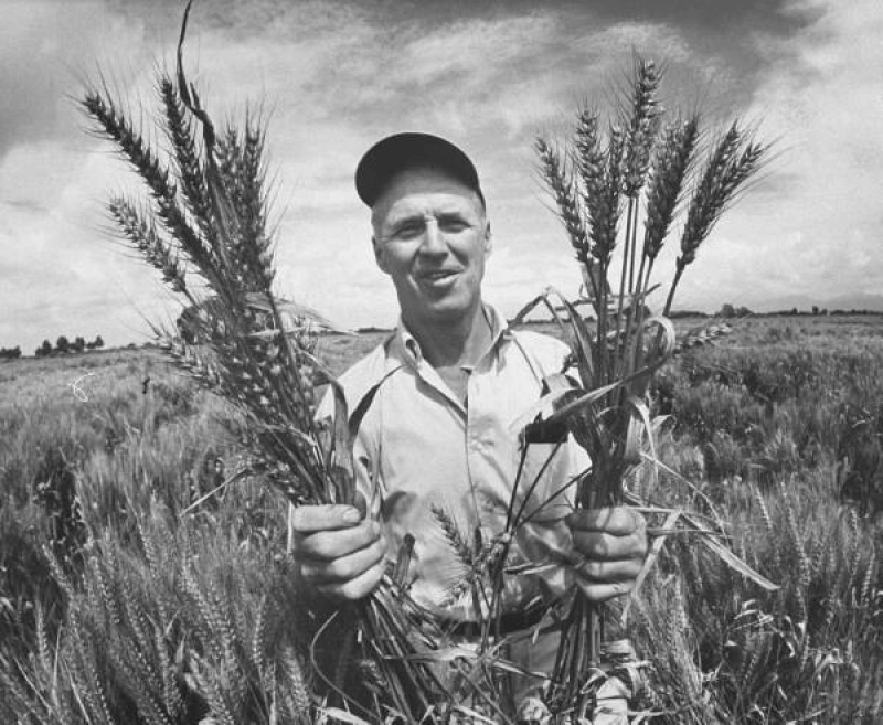 Norman Borlaug. Credit: Lou Gold/Flickr (CC BY-ND 2.0)