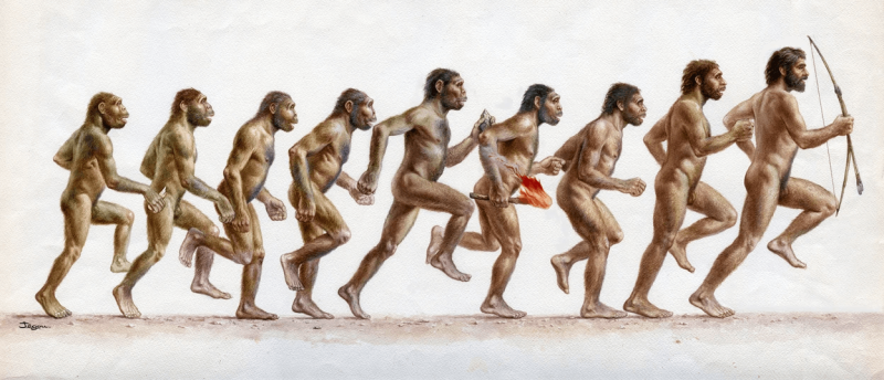 Australopithecus afarensis did not have the lengthened Achilles tendon and shortened muscle fibres that benefit modern runners. Credit: Christian Jegou/Science Photo Library