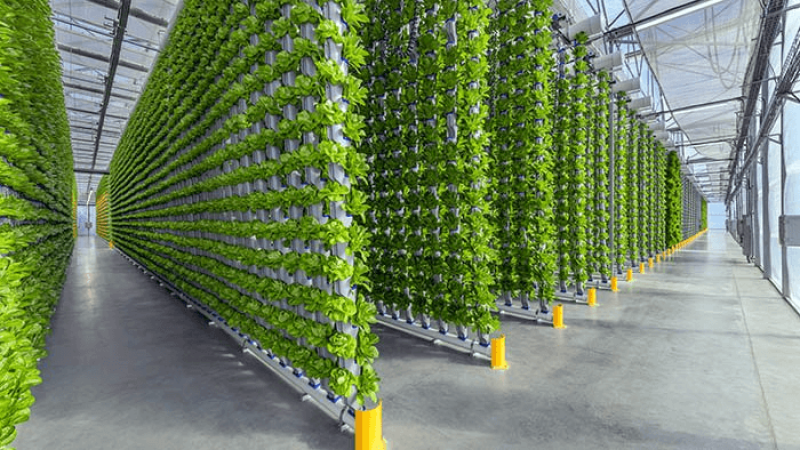 eden green vertical farm facility