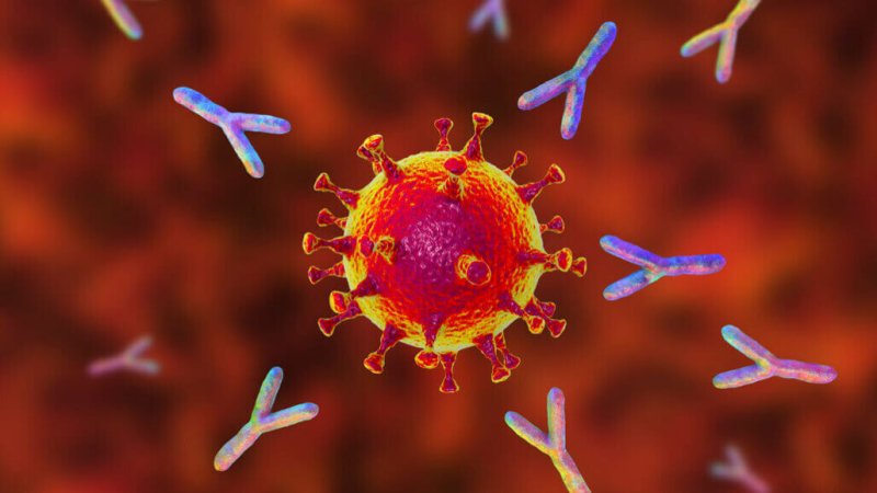 Monoclonal antibodies (Y-shaped proteins seen here). Credit: Dr_microbe/iStock