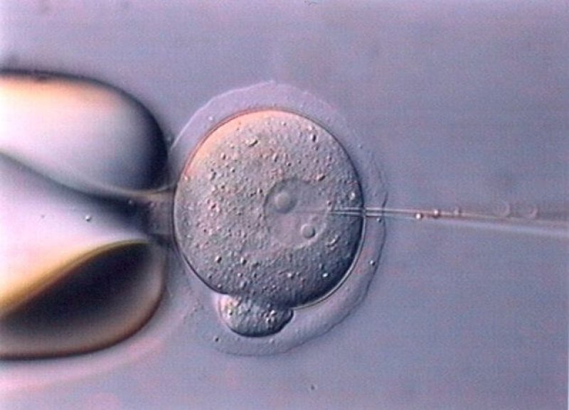 4-30-2019 embryo x