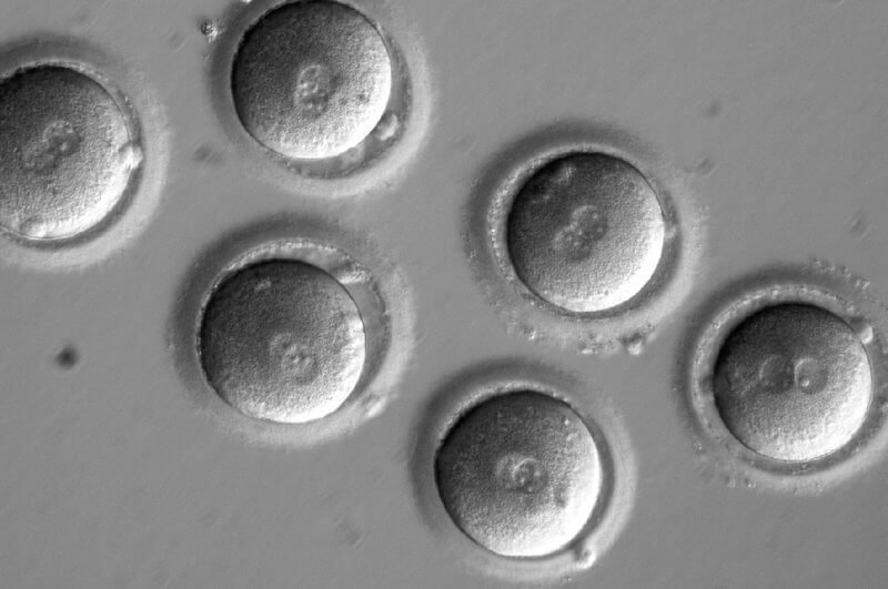 embryos custom c e db ce c f df de ef e s c