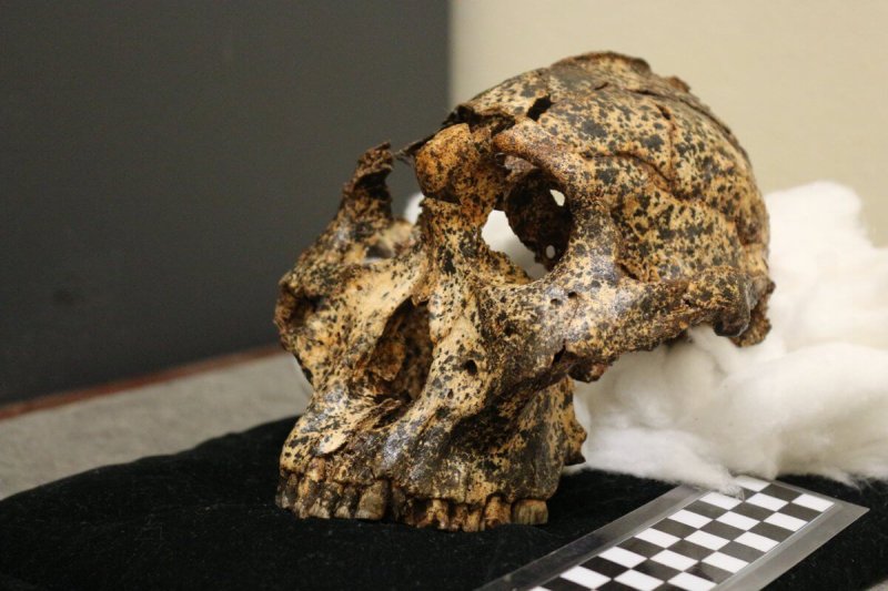 DNH 155 skull put together. Credit: Jesse Martin