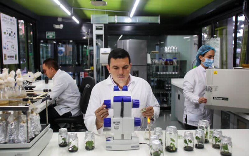 For lead researcher, Dr. Diego Villanueva (in the center of the image), the use of transgenic seeds will allow us to face sustainability challenges generated by climate change. Credit: EAFIT