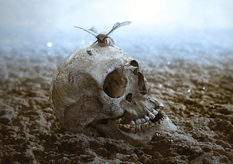 extinction