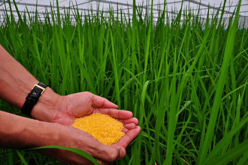 Golden Rice. Credit: IRRI and Flickr via CC BY-NC-SA 2.0