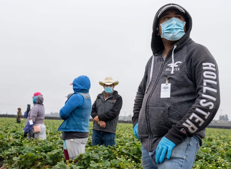 Jose Suarez, a strawberry farmworker. Credit: David Rodriguez/The Salinas Californian