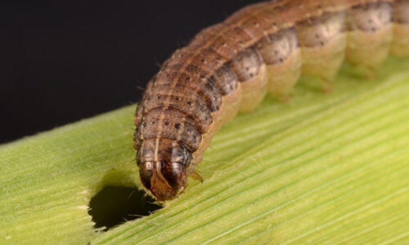 The fall armyworm, just one of invasive species threatening Kenyan agriculture. Credit: Lyle Buss