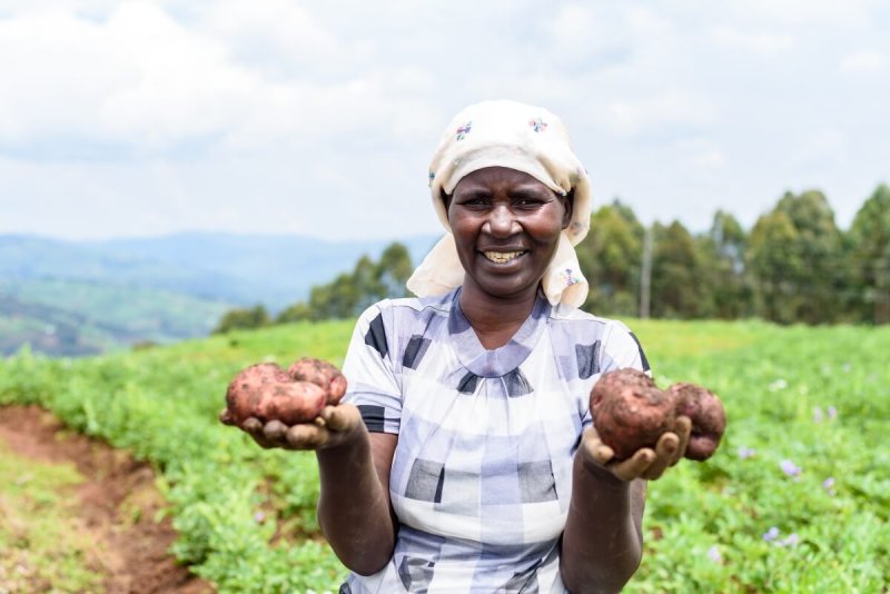 Farmer Bone-Konsira Tumwesigye holds some potatoes in her hands. To get a good harvest, she must spray her field with fungicides on a weekly basis, a labor intensive, time consuming and expensive undertaking. Credit: CIP