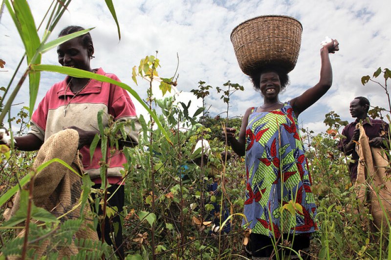 farmers picking cotton in Gulu northern Uganda