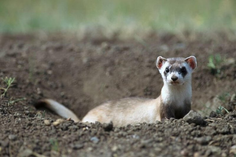 A black-footed ferret. There are likely fewer than 500 animals left in the wild. Credit: Sumio Harada/Minden Pictures