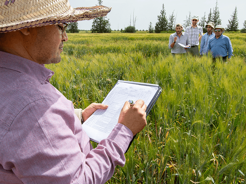 filippo evaluating cwr wheat x