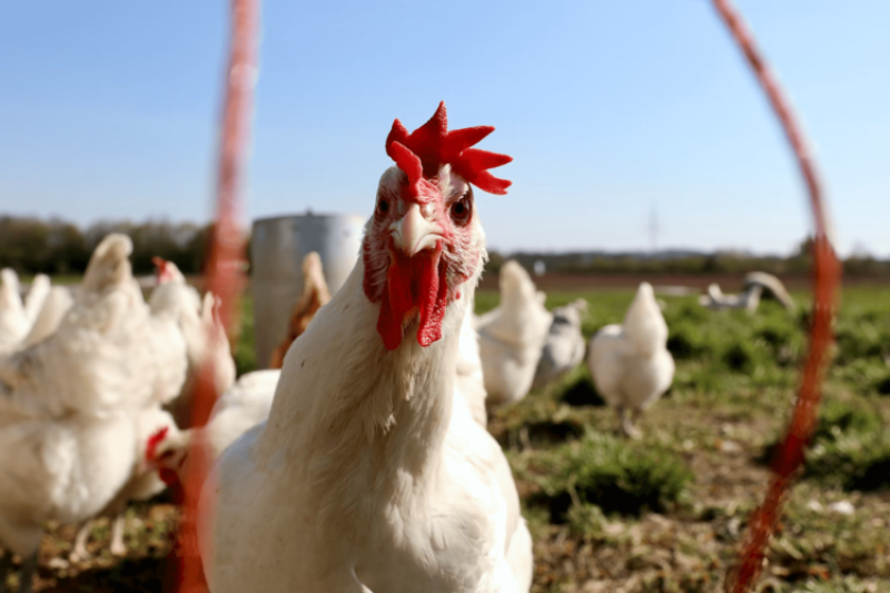 Bird flu has spread to other animals. Here’s how gene-edited chickens could slow the scourge