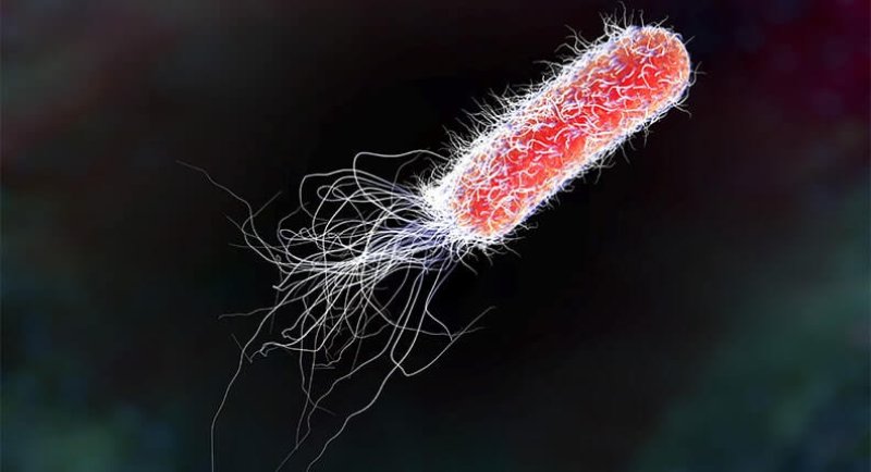 5-19-2019 five facts about e coli img