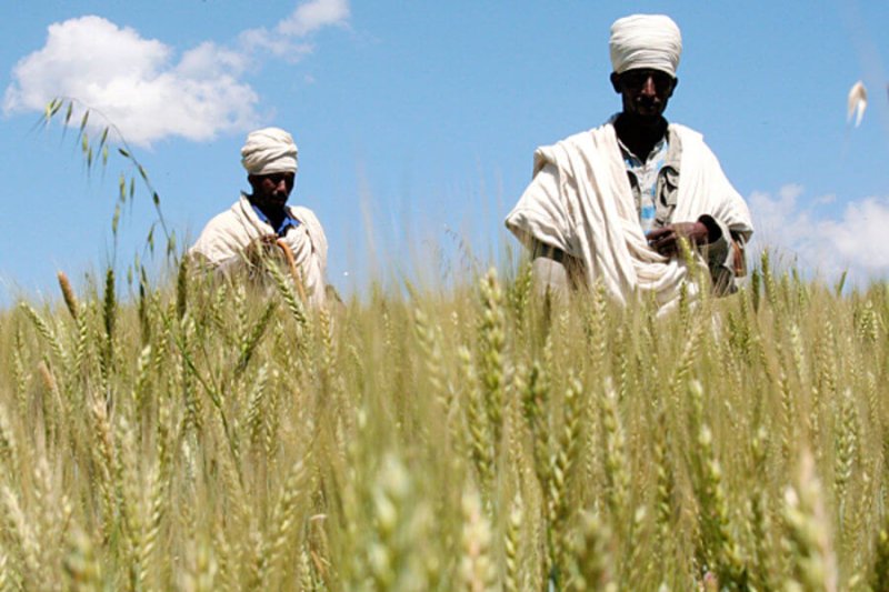 food africa wheat